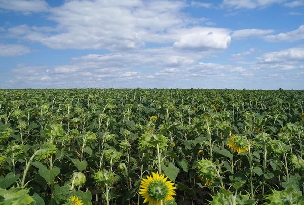 Sunflower field and cloudy sky — Stock Photo, Image