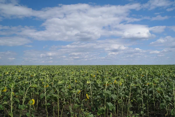 Champ de tournesol et ciel nuageux — Photo