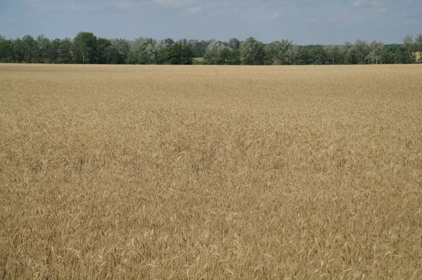 Lucht en gouden veld — Stockfoto