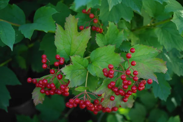 Guelder 장미 나가 막 살 나무속 opulus 나무의 붉은 열매의 움 큼의 근접 촬영 — 스톡 사진