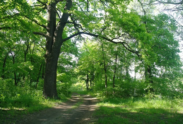 Sunny morning in a forest glade — Stock Photo, Image