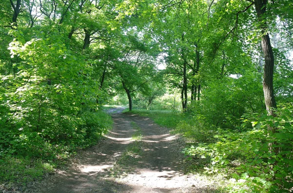 Mañana soleada en un claro bosque — Foto de Stock