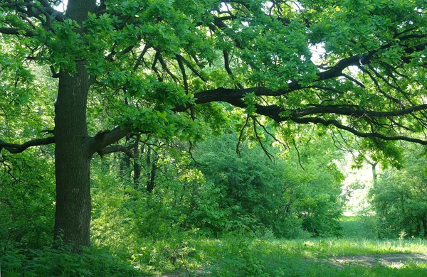 Bir orman glade güneşli sabah — Stok fotoğraf