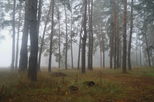 Pini nella foresta con mattina nebbiosa — Foto Stock