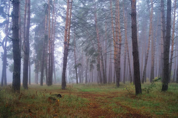 Dennen in het bos met mistige ochtend — Stockfoto