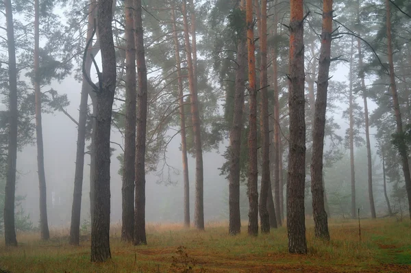Πεύκα στο δάσος με misty πρωί — Φωτογραφία Αρχείου