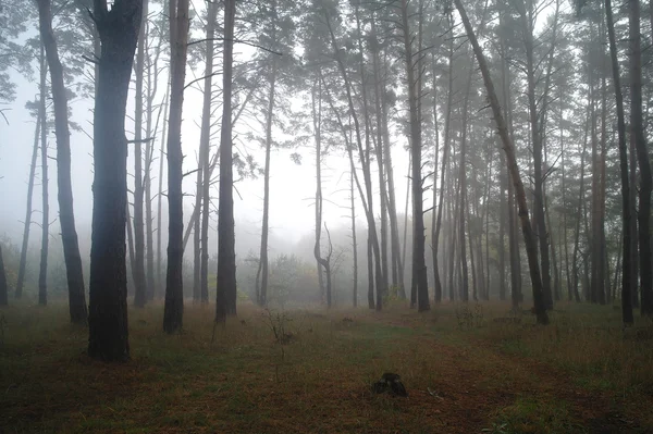Puslu sabah ile ormanın içinde çam — Stok fotoğraf