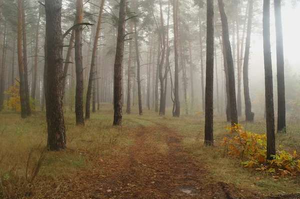 Pini nella foresta con mattina nebbiosa — Foto Stock