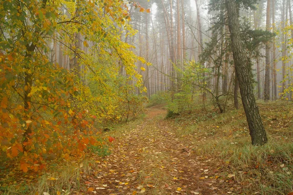 Borovice v lese s mlhavé ráno — Stock fotografie