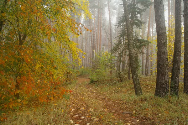 Tallarna i skogen med Dimmig morgon — Stockfoto