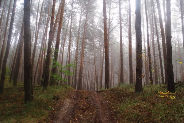 Landweg in de herfst in de mist — Stockfoto