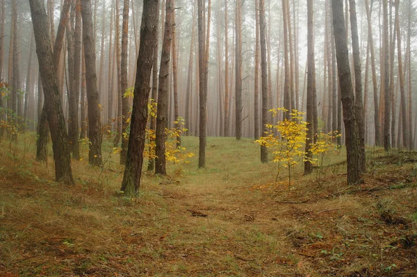 Pinos en el bosque con la mañana brumosa — Foto de Stock