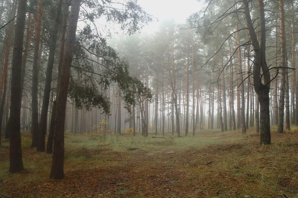 Pini nella foresta con mattina nebbiosa — Foto Stock