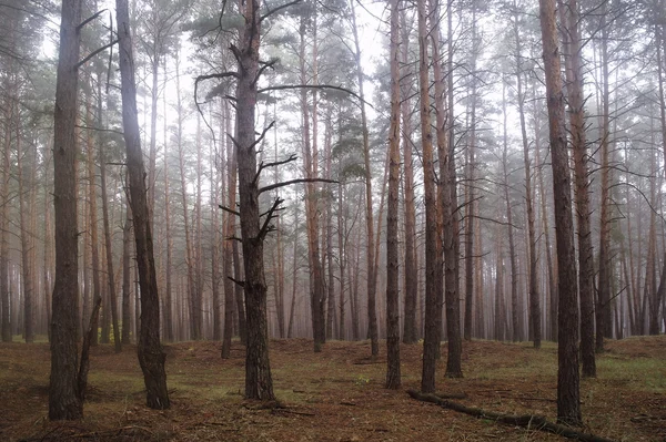 Pini nella foresta con mattina nebbiosa — Foto Stock