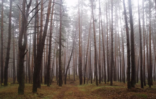 Dennen in het bos met mistige ochtend — Stockfoto