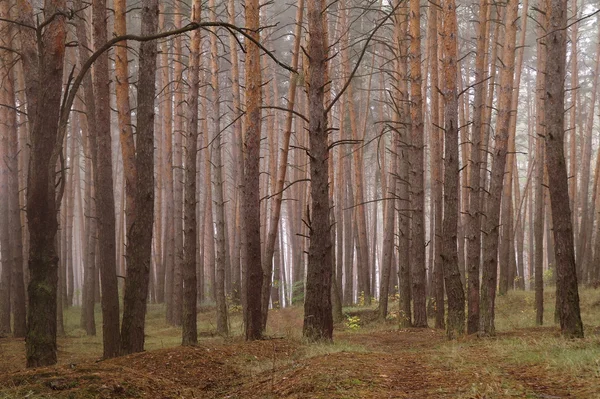 霧の深い朝の森の松 — ストック写真