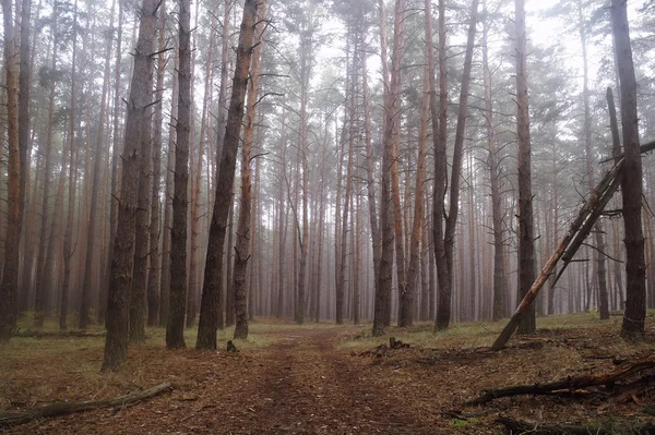 Dennen in het bos met mistige ochtend — Stockfoto