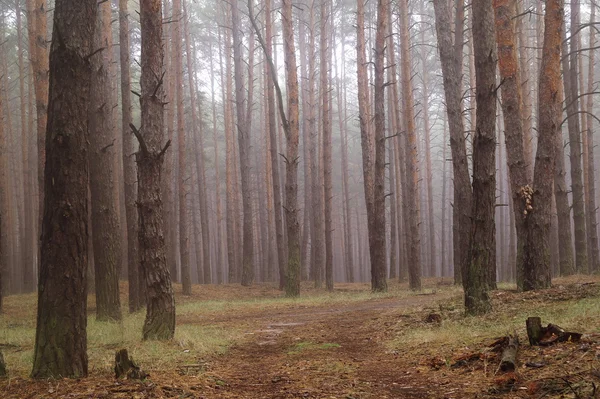 Dennen in het bos met mistige ochtend — Stockfoto