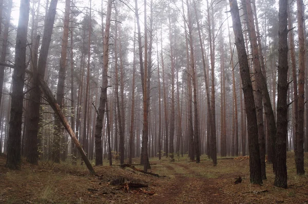 Pinhos na floresta com manhã enevoada — Fotografia de Stock