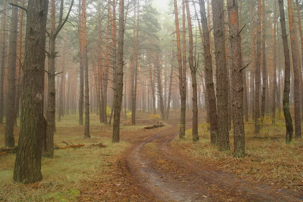 Camino de campo en otoño en la niebla — Foto de Stock