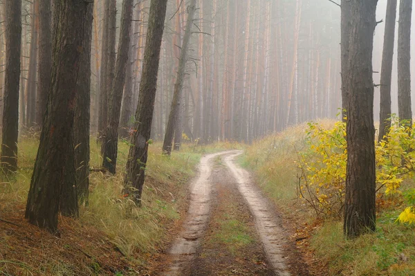 秋雾中的乡间小路 — 图库照片