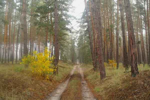 Camino de campo en otoño en la niebla — Foto de Stock