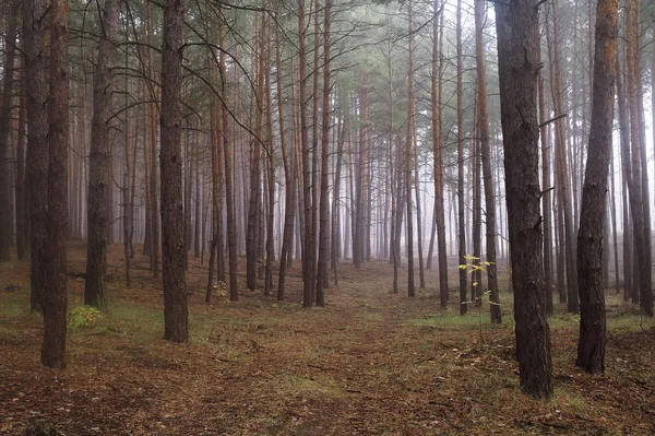 Tallarna i skogen med Dimmig morgon — Stockfoto