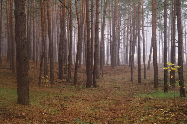 松树林中具有多雾的早晨 — 图库照片