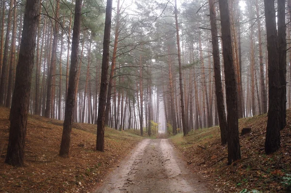 Landweg in de herfst in de mist — Stockfoto