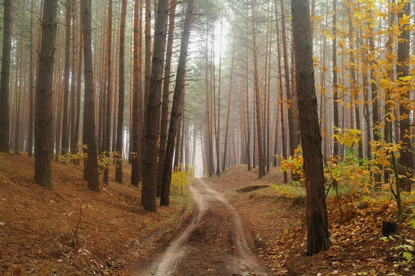 秋雾中的乡间小路 — 图库照片