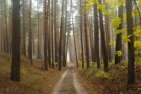 Strada di campagna in autunno nella nebbia — Foto Stock