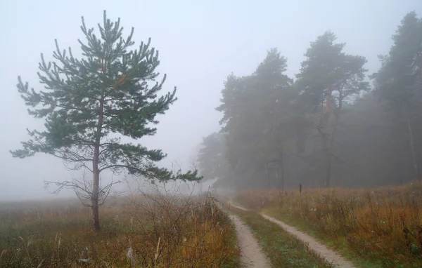 Camino de campo en otoño en la niebla Imagen de archivo