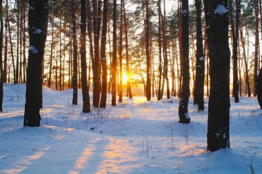 Sunrise karlı ormanda