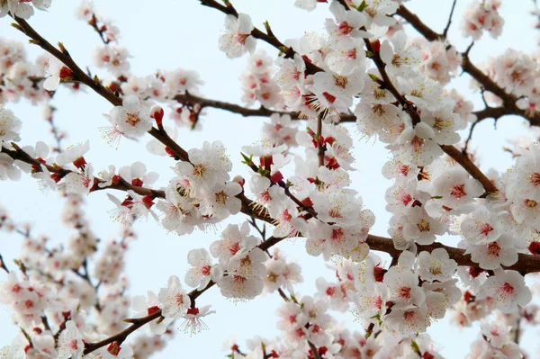 Kayısı ağacı çiçek çiçek açması. Portre.