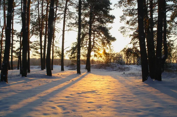 Nascer do sol na floresta nevada — Fotografia de Stock
