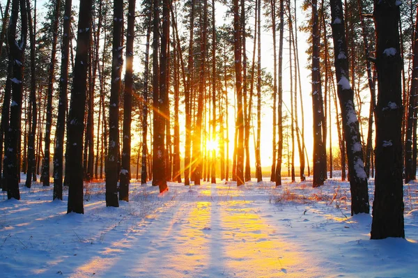 Sunrise karlı ormanda