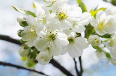 Bahar zamanı çiçek açan elma ağacı.