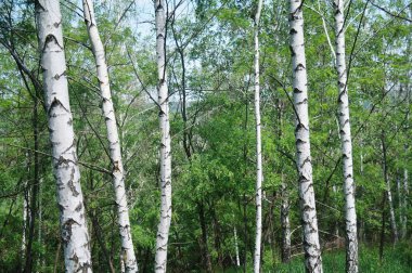 Bahar yeşil huş ağacı orman olabilir