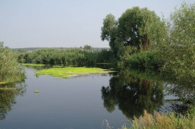 Nehir manzara ve ahşap