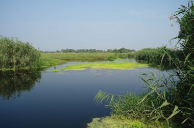 Nehir manzara ve ahşap