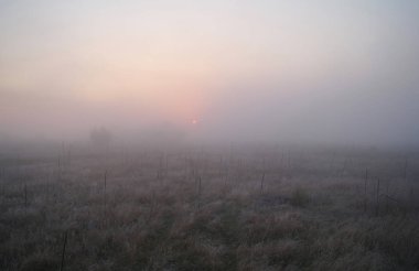 Ormanın yakınında çayırda kuru ot frost ile kaplı