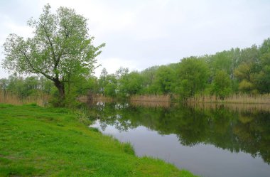 Nehir manzara ve ahşap