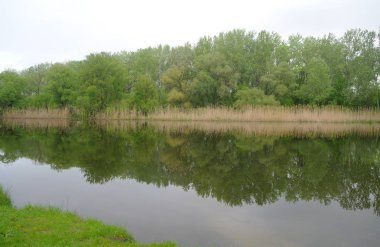 Nehir manzara ve ahşap