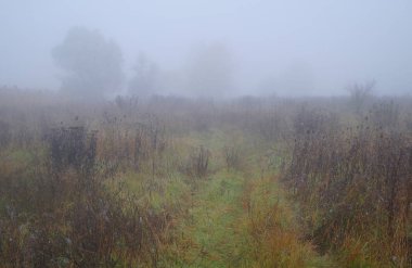 sisli sabah çayır çimen