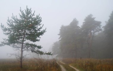 Puslu sabah ile ormanın içinde çam