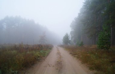 Puslu sabah ile ormanın içinde çam