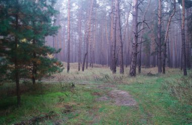 Puslu sabah ile ormanın içinde çam