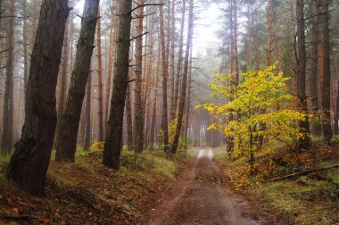 sisli sabah çayır çimen