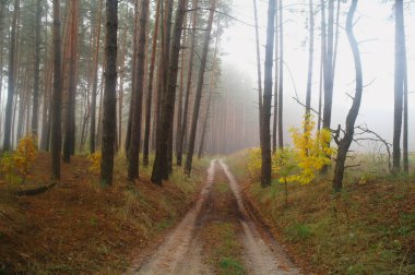 sisli sabah çayır çimen