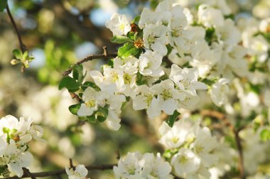 Bahar zamanı çiçek açan elma ağacı.